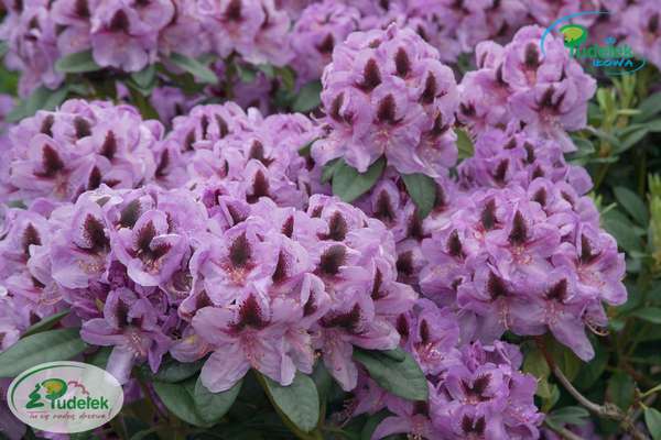 Rhododendron Metallica